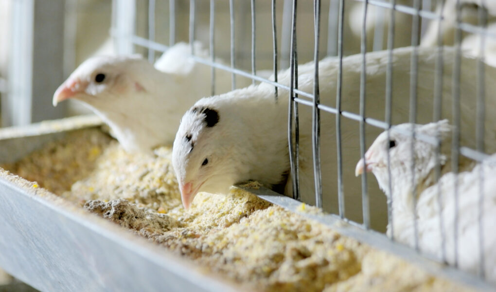 Moulin à céréales pour volailles : conseils essentiels pour des travaux d’aménagement efficaces et rentables